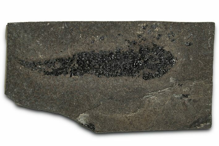 Devonian Lobed-Fin Fish (Osteolepis) Fossil - Scotland #354105